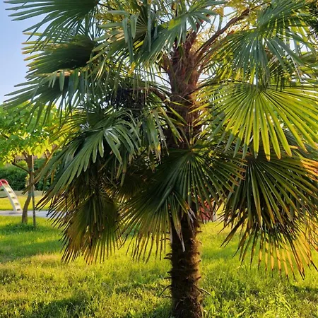 Apartamento Perla Cavallino-Treporti